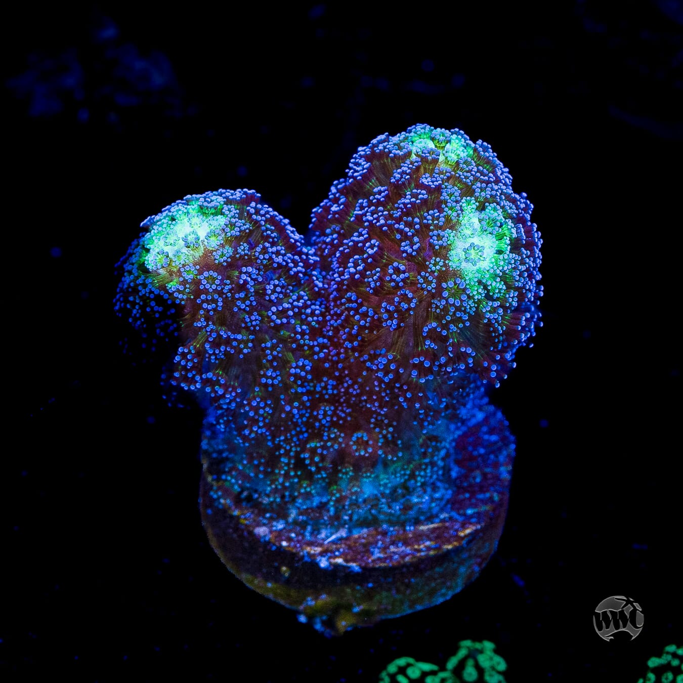 WWC Blue Stylophora