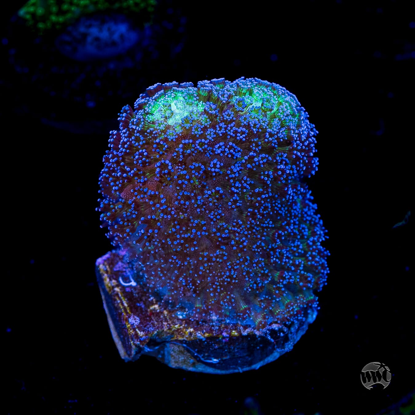 WWC Blue Stylophora
