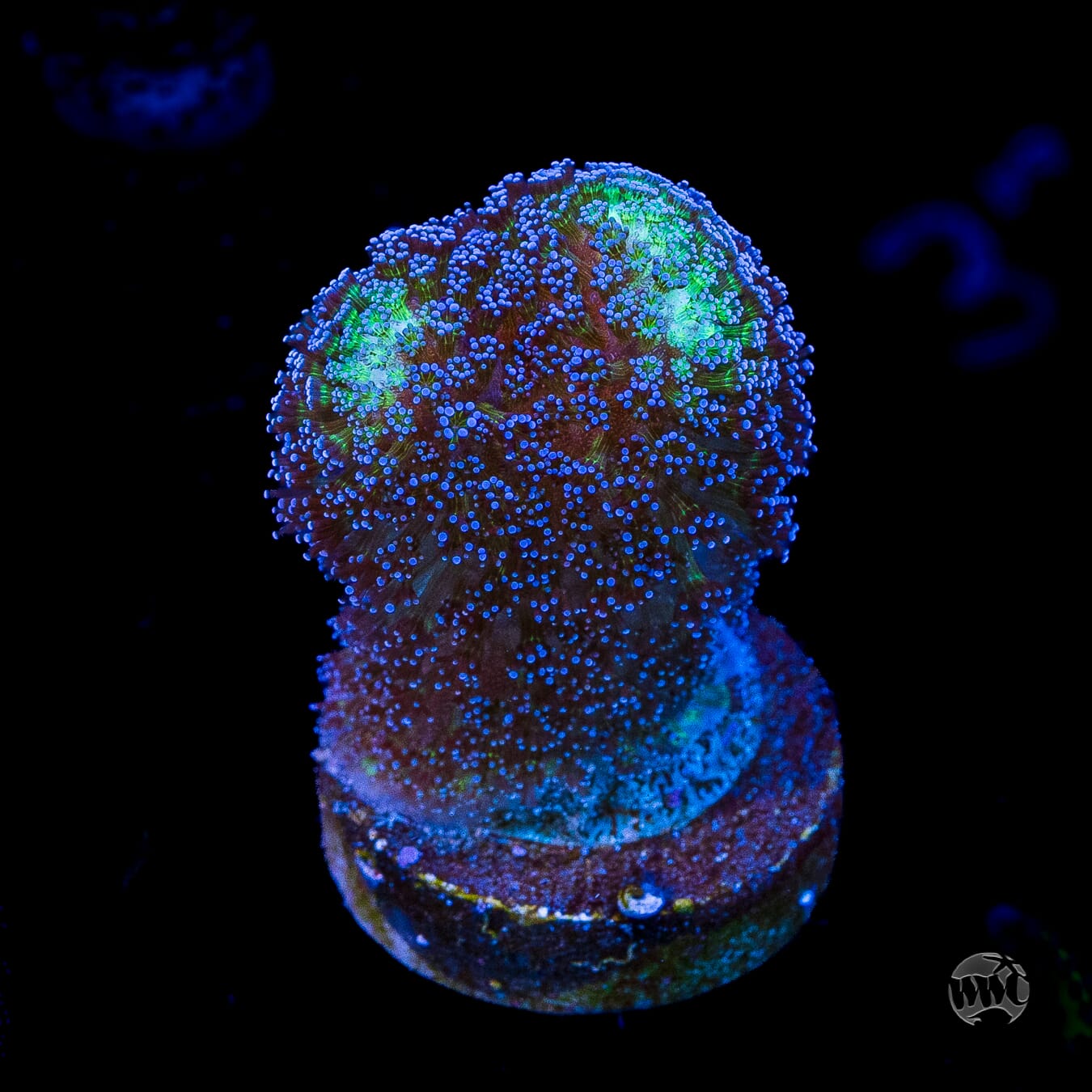 WWC Blue Stylophora