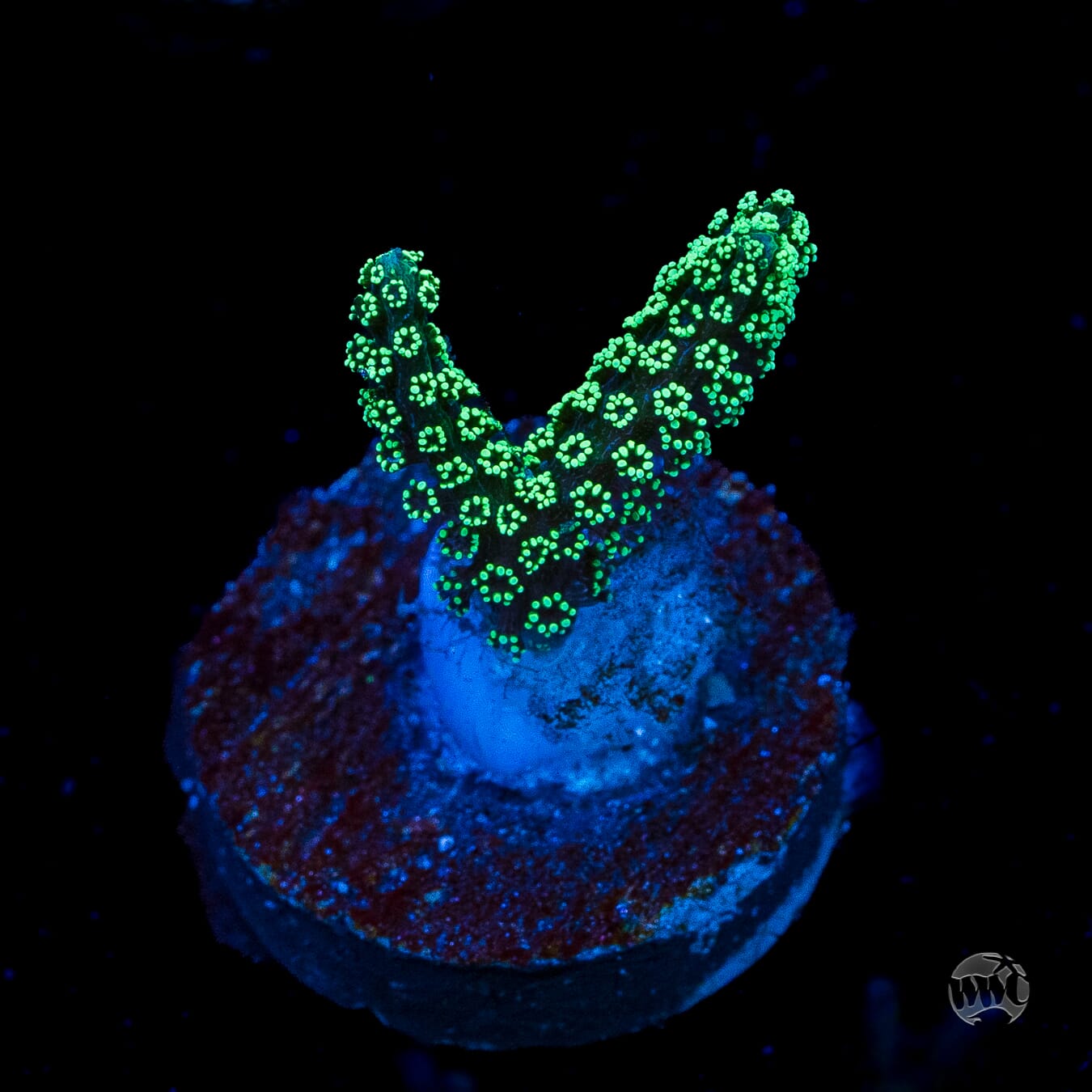 ORA Neon Birdsnest