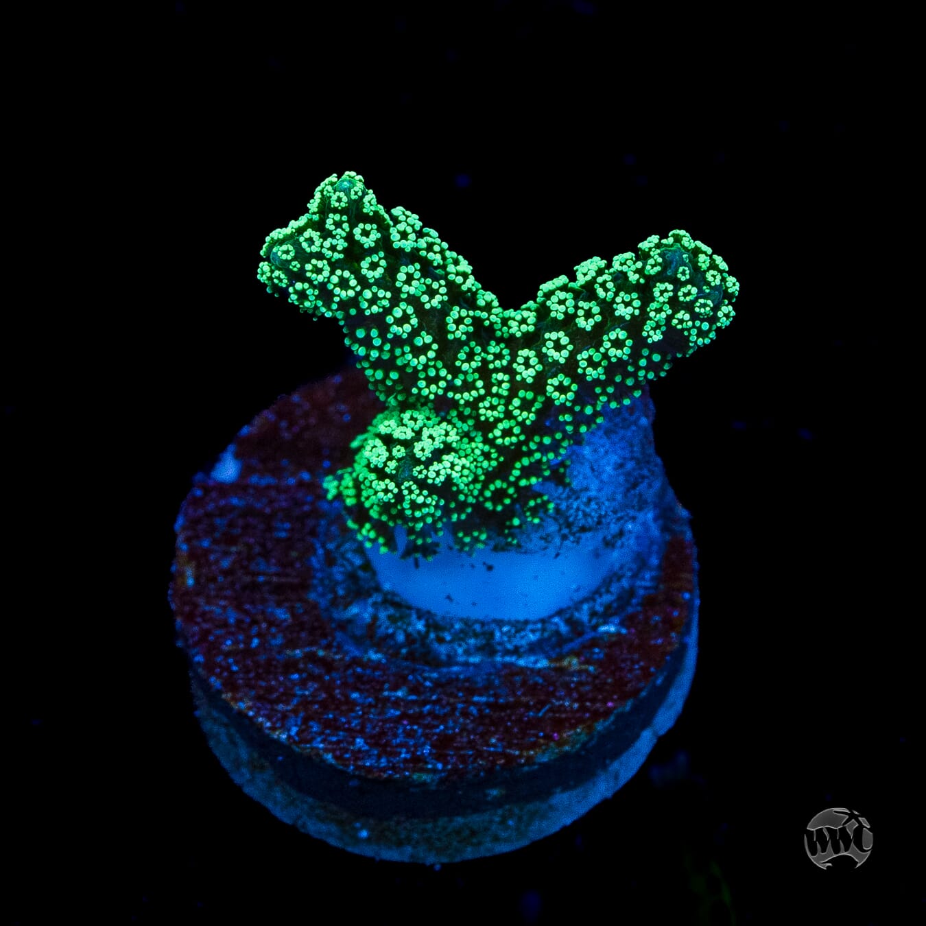 ORA Neon Birdsnest
