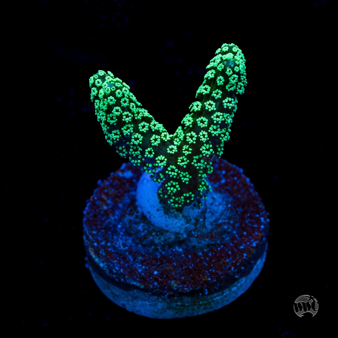 ORA Neon Birdsnest