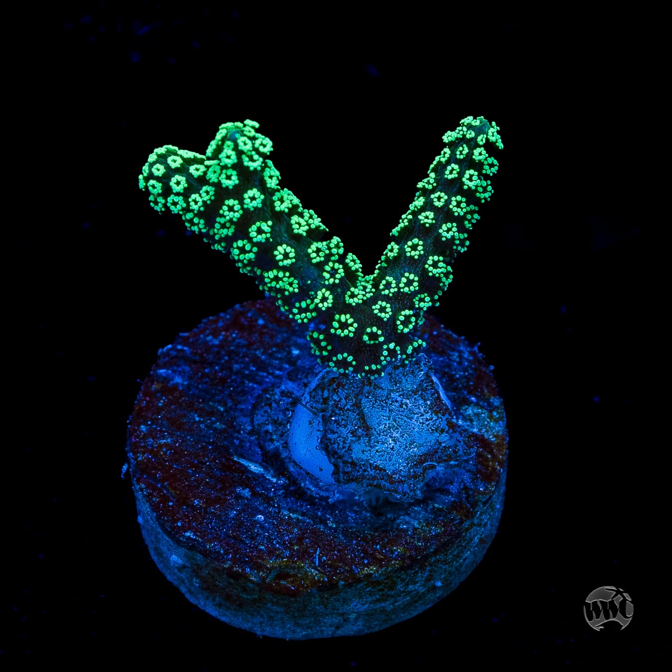 ORA Neon Birdsnest