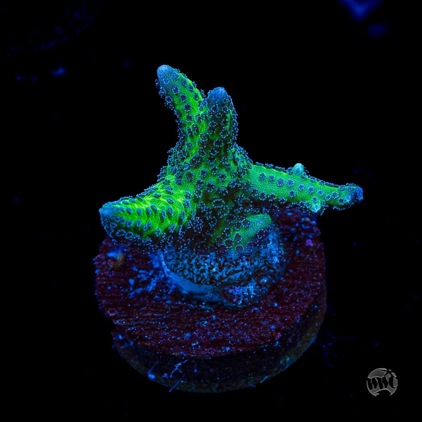 WWC Purple Polyp Birdsnest