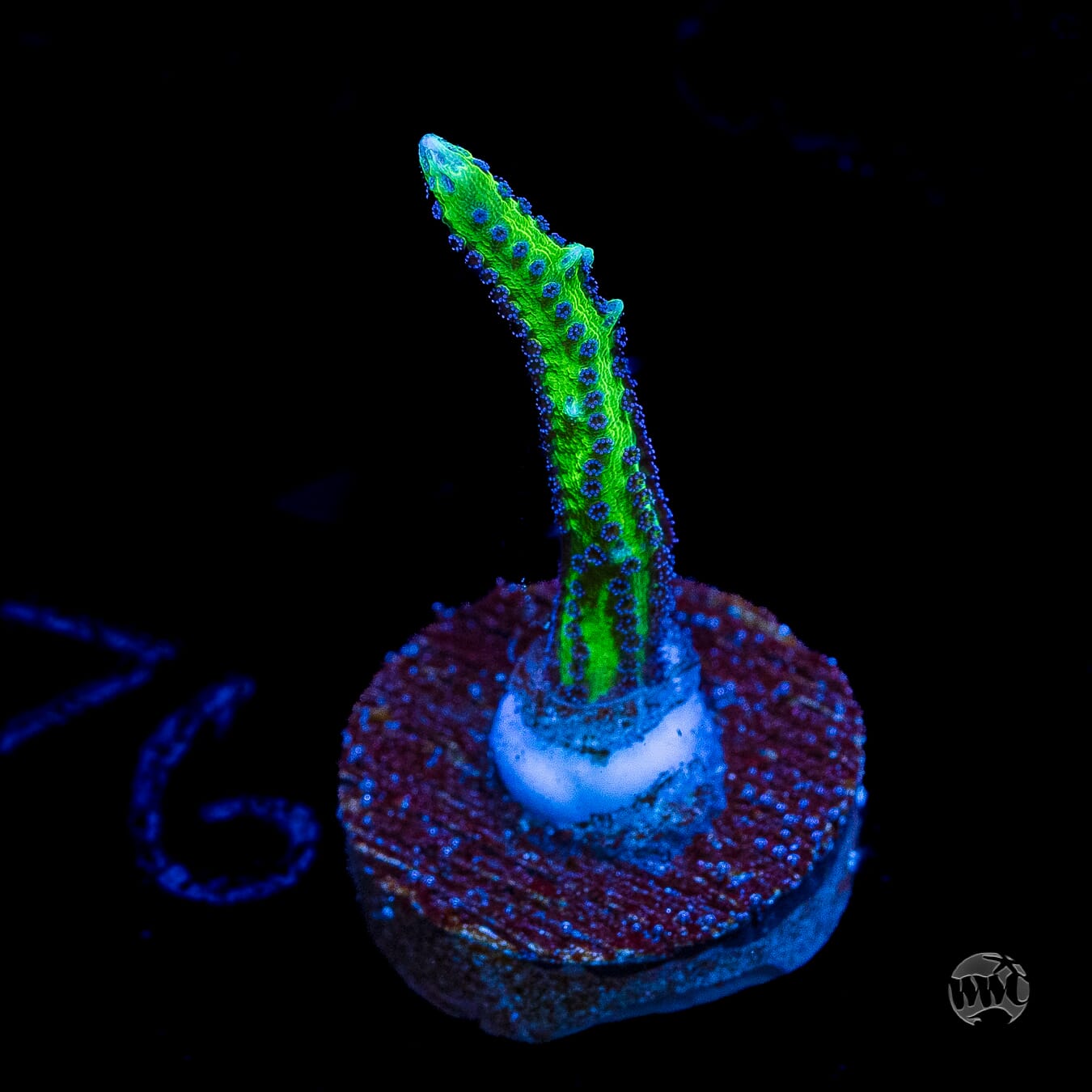 WWC Purple Polyp Birdsnest