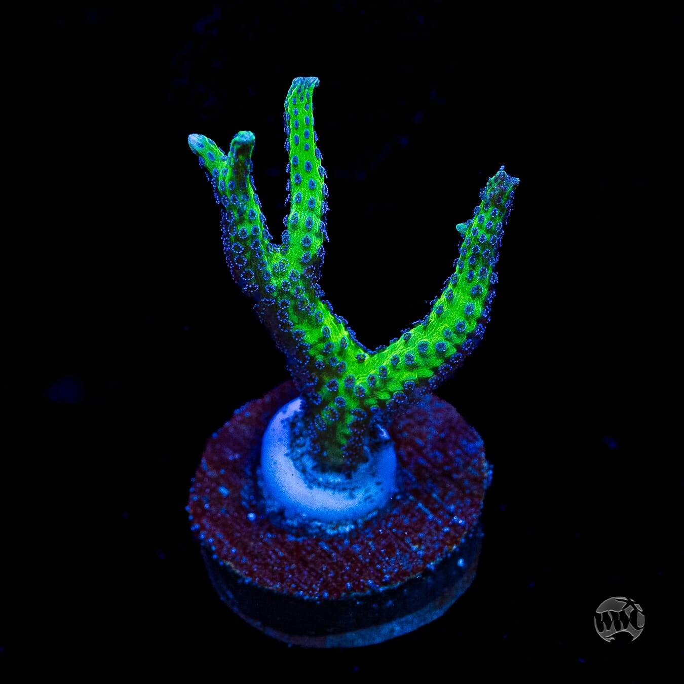 WWC Purple Polyp Birdsnest