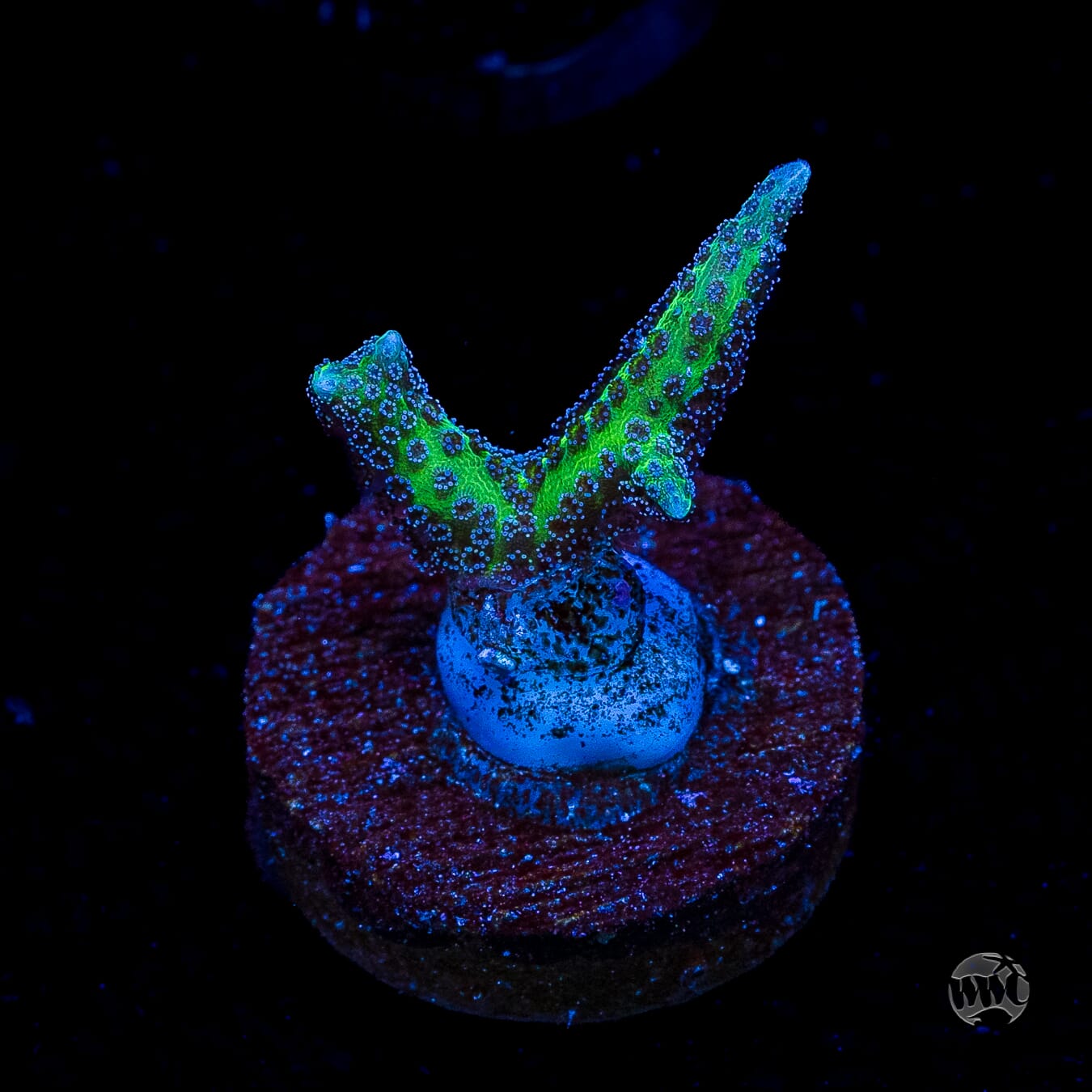 WWC Purple Polyp Birdsnest