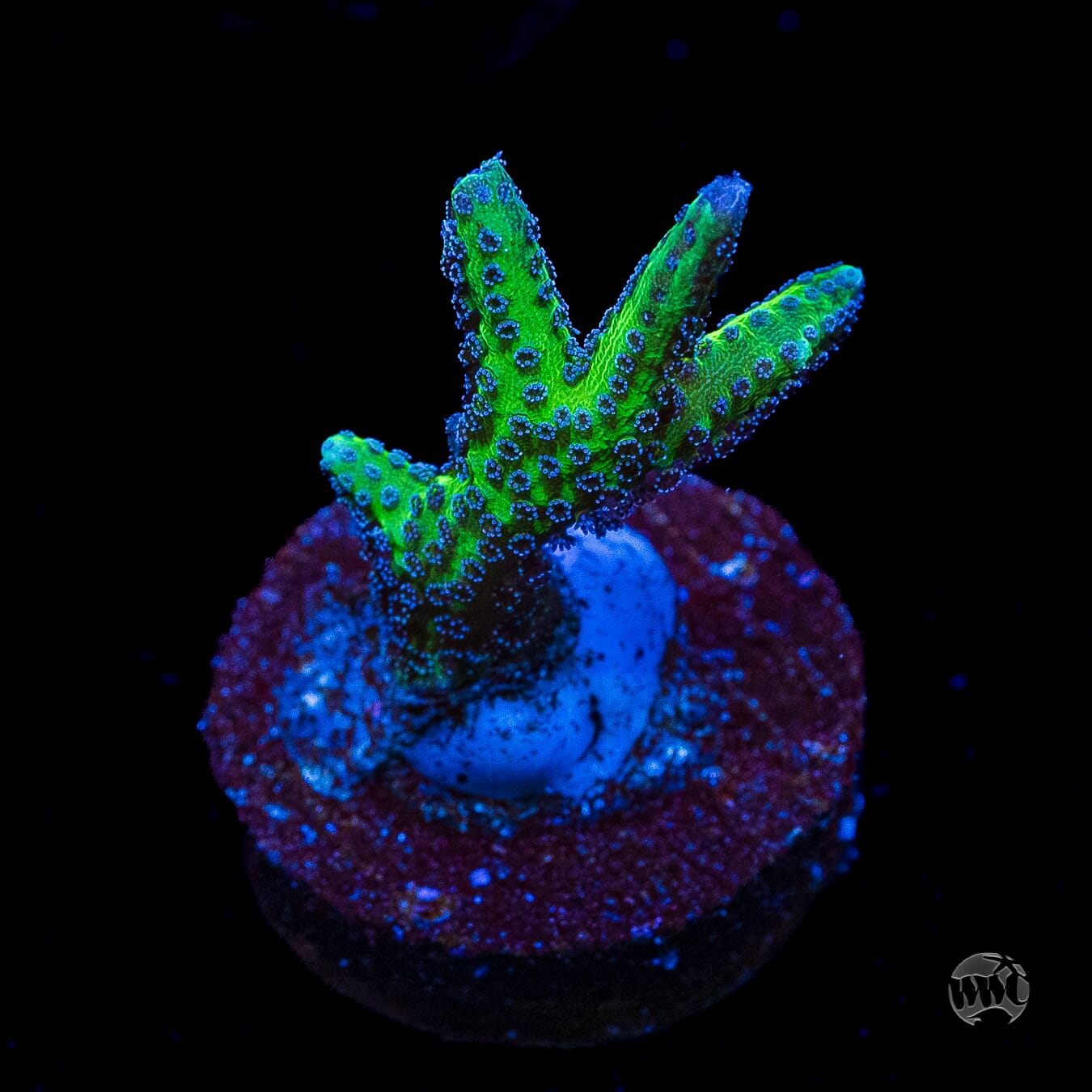 WWC Purple Polyp Birdsnest