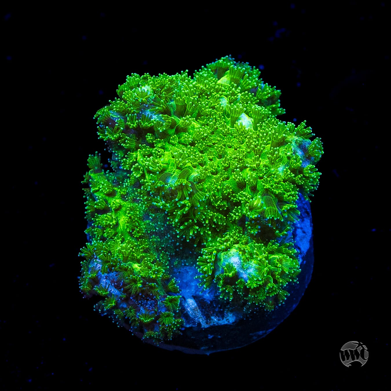 WWC Fallout Pocillopora