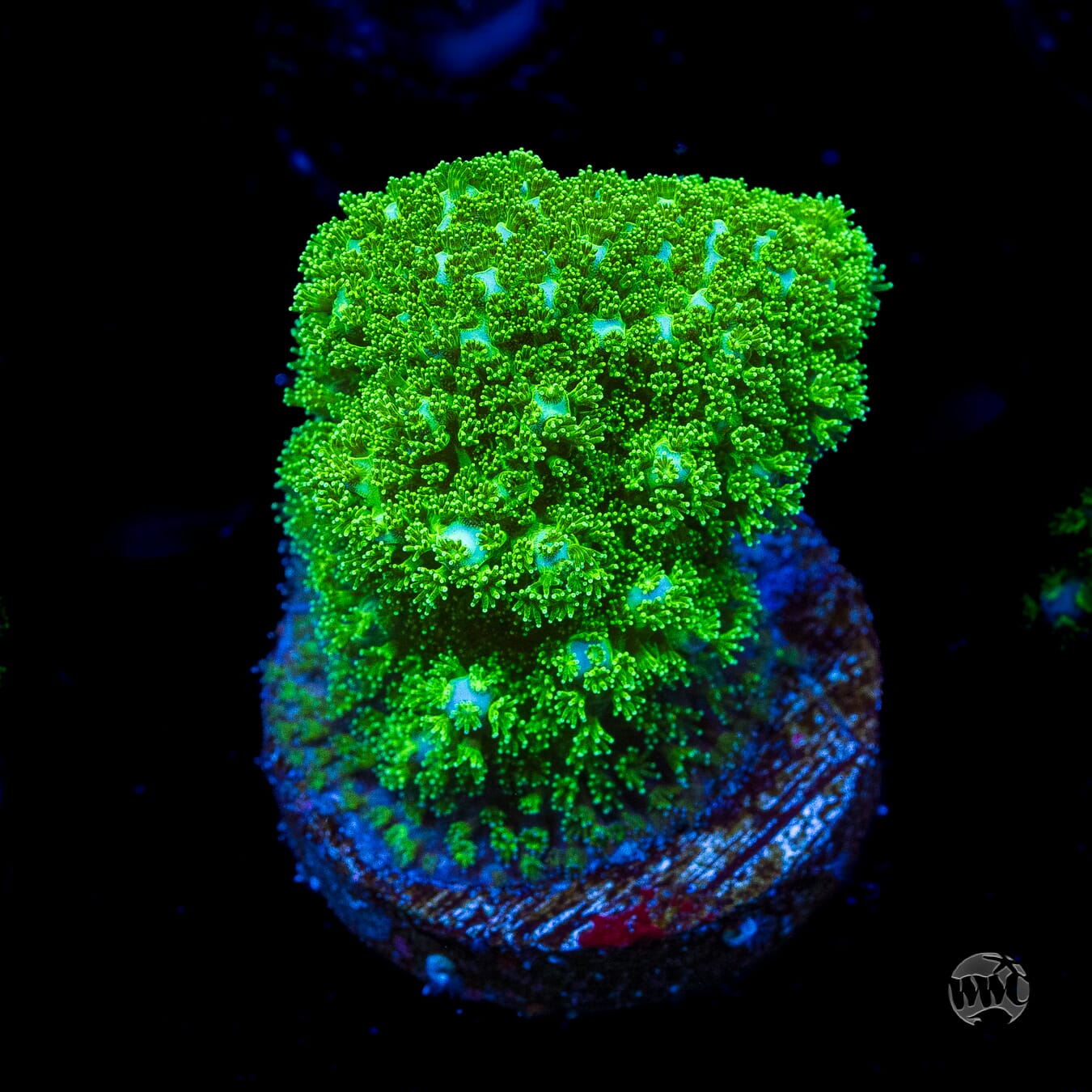 WWC Fallout Pocillopora