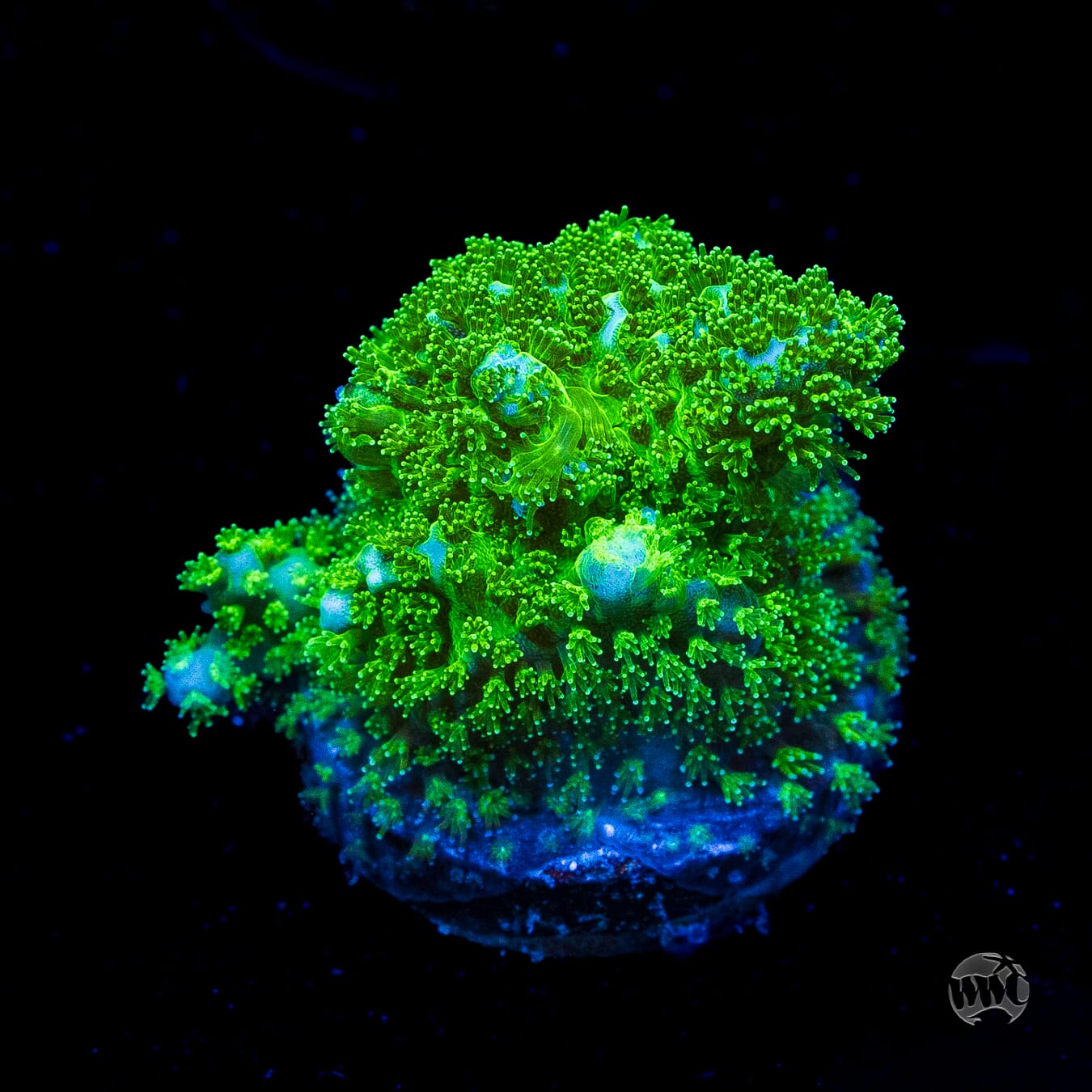 WWC Fallout Pocillopora