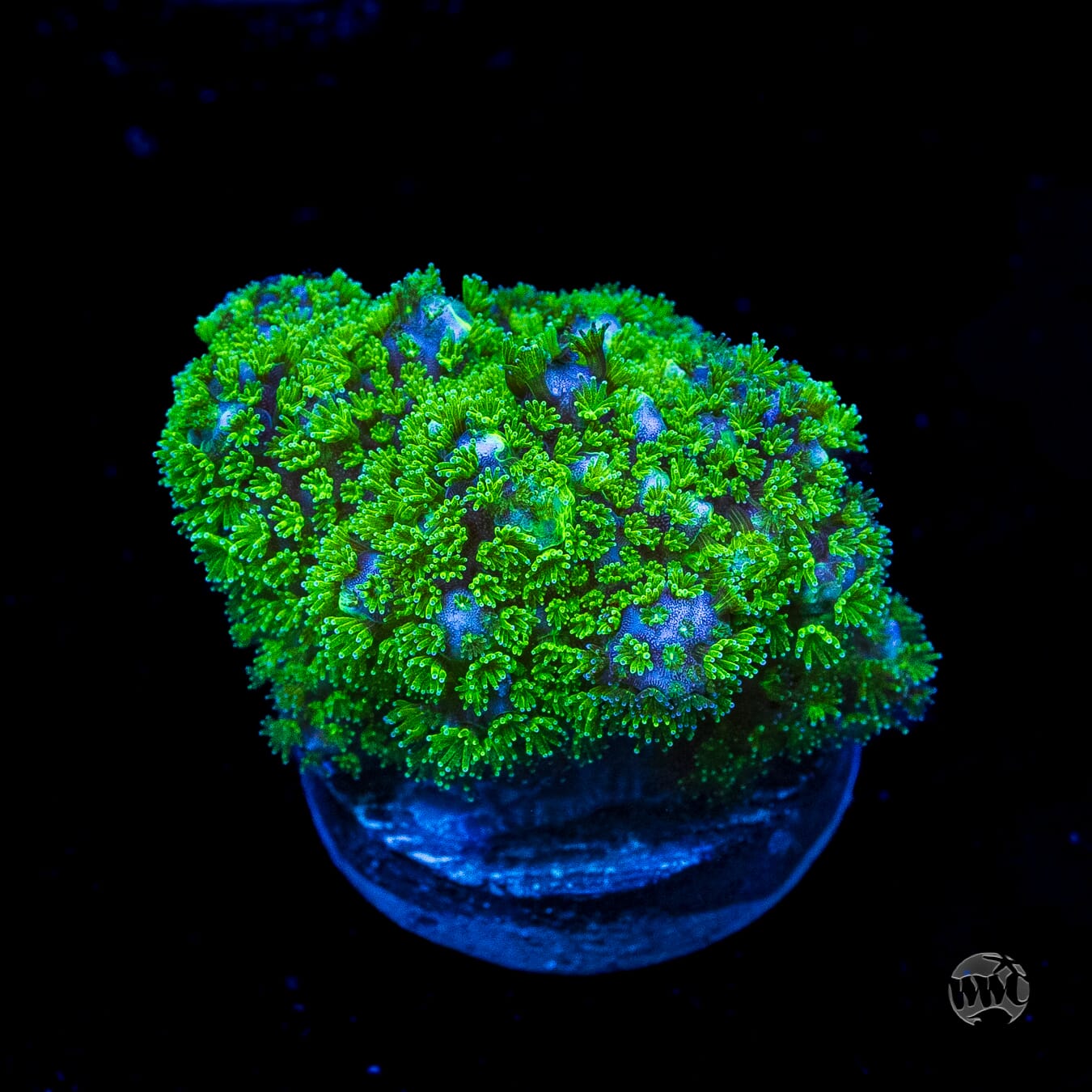 WWC Fallout Pocillopora