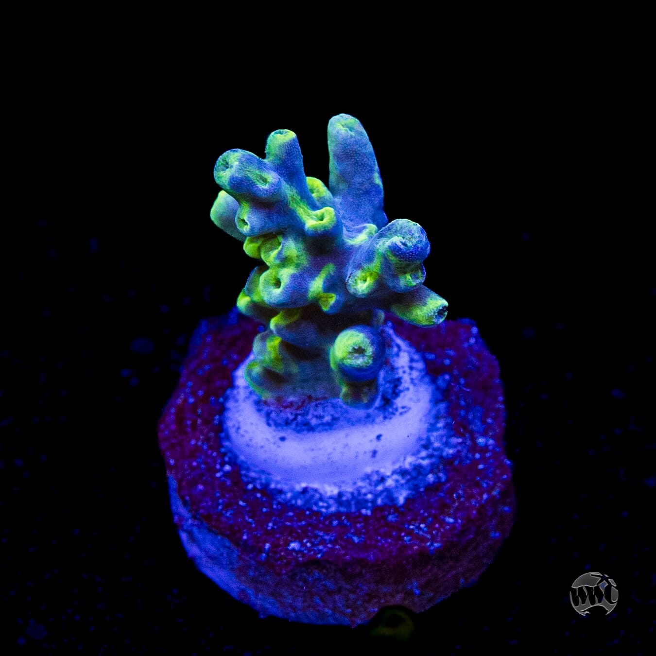 WWC Yodaz Acropora