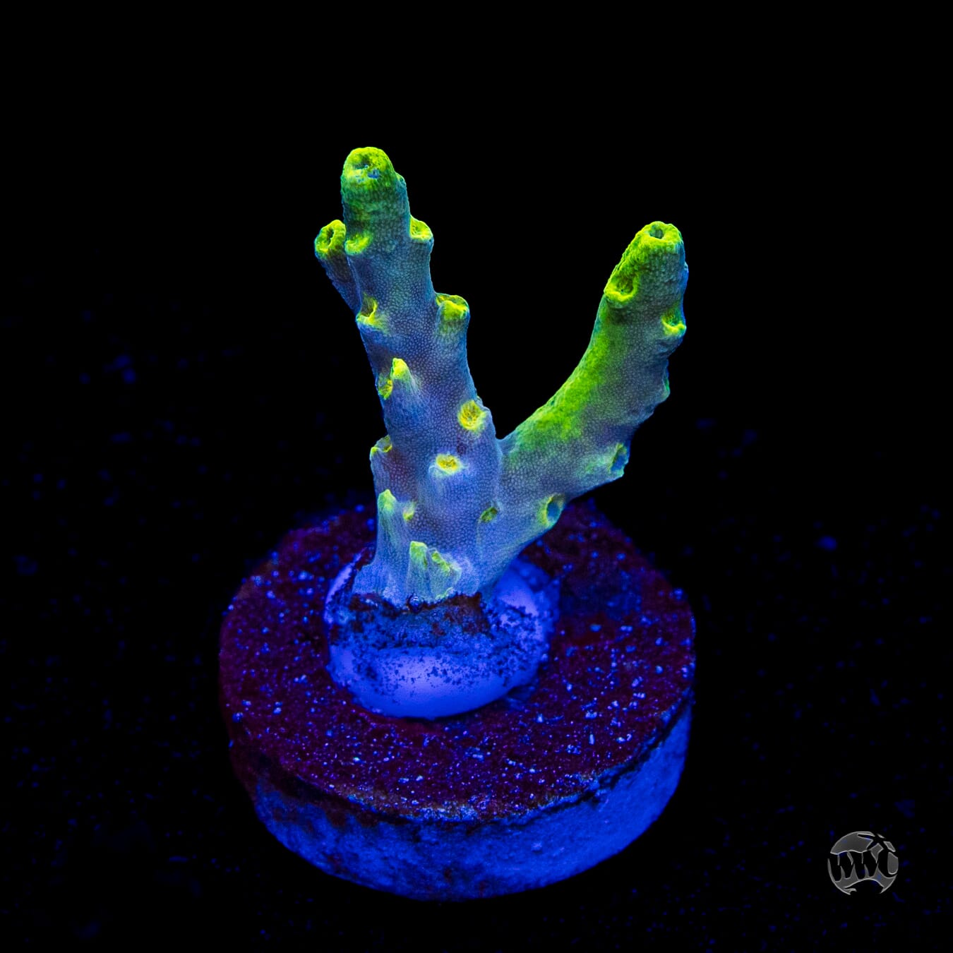 WWC Yodaz Acropora