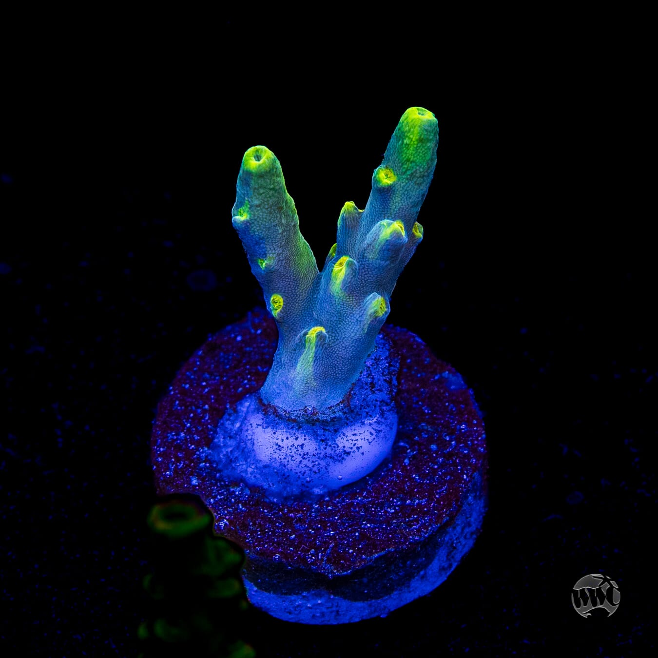 WWC Yodaz Acropora