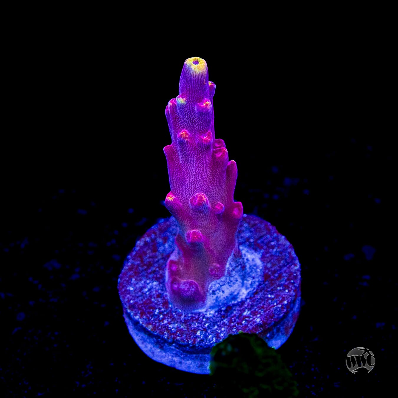 Jason Fox Fox Flame Acropora