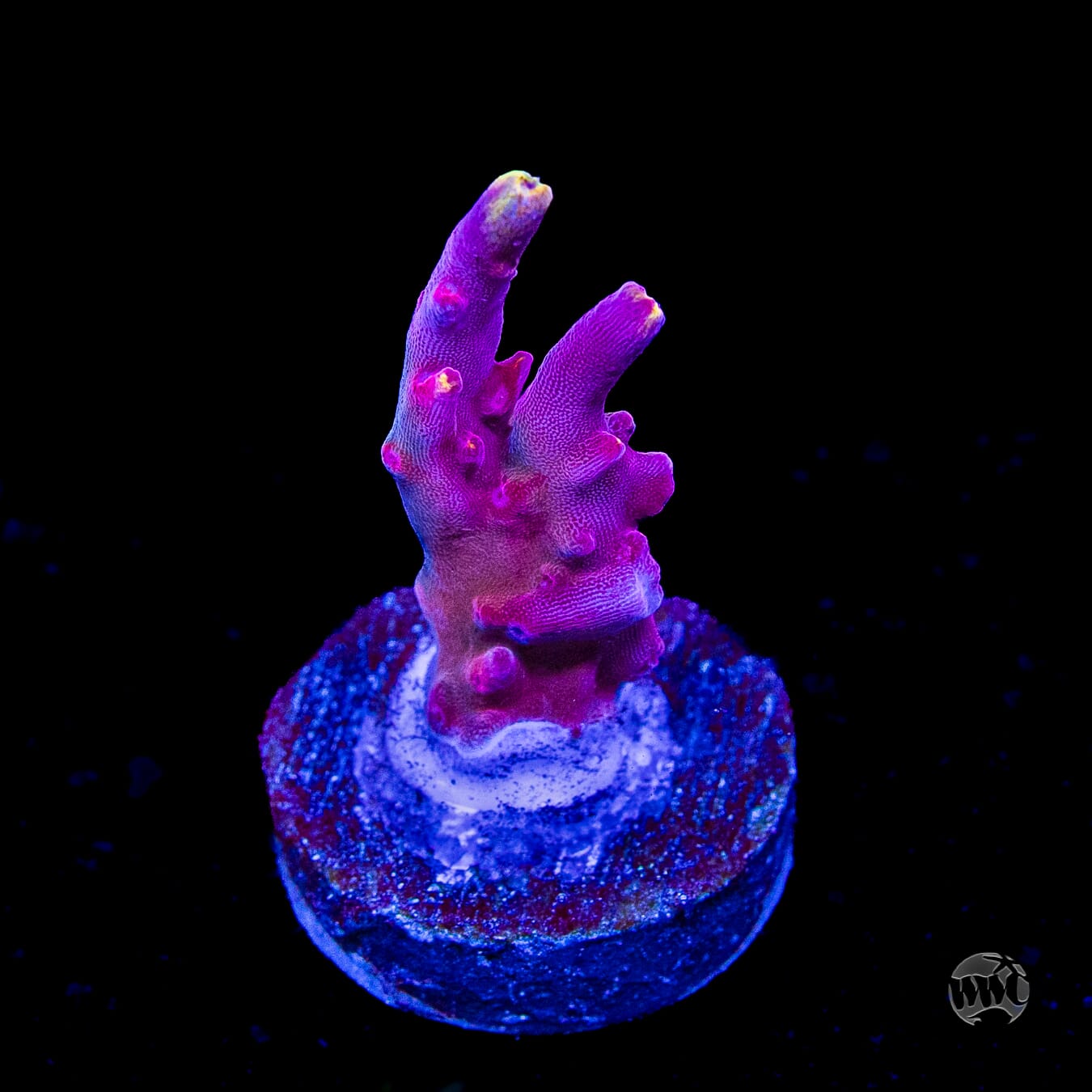 Jason Fox Fox Flame Acropora