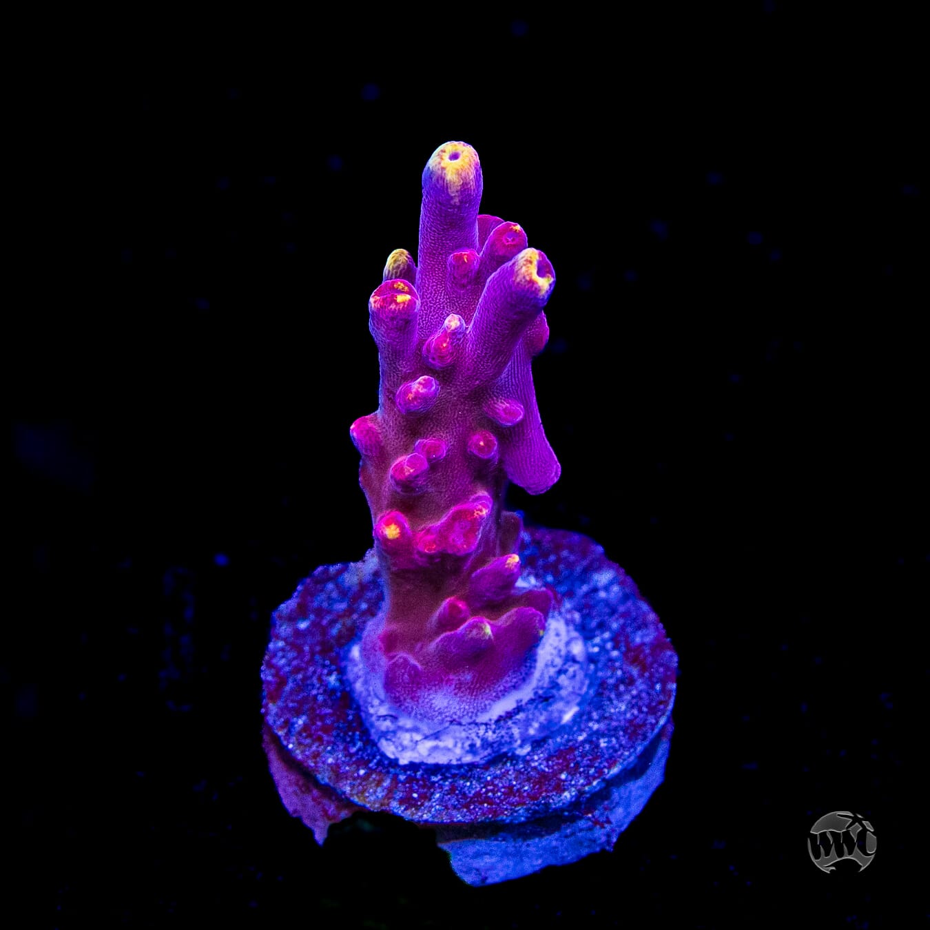 Jason Fox Fox Flame Acropora
