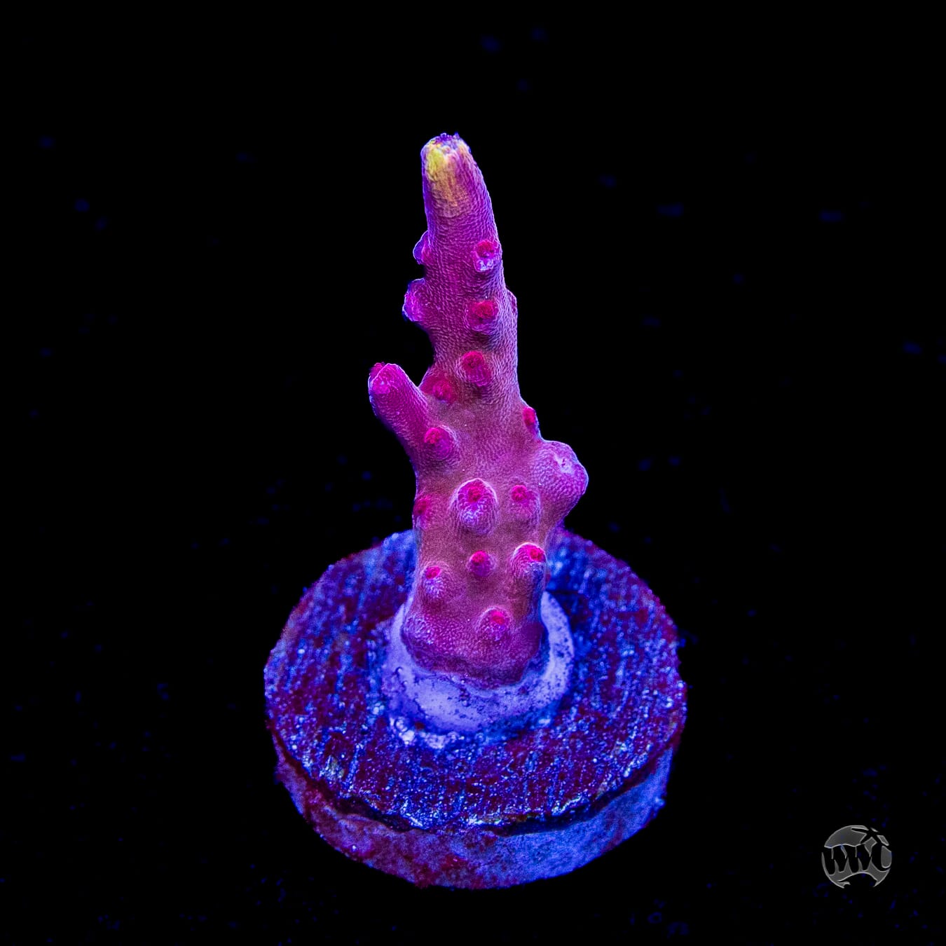 Jason Fox Fox Flame Acropora
