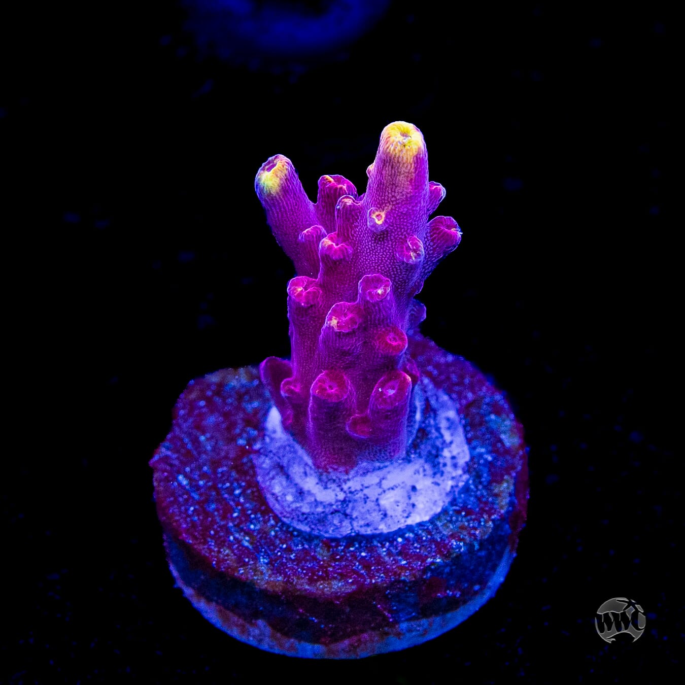 Jason Fox Fox Flame Acropora