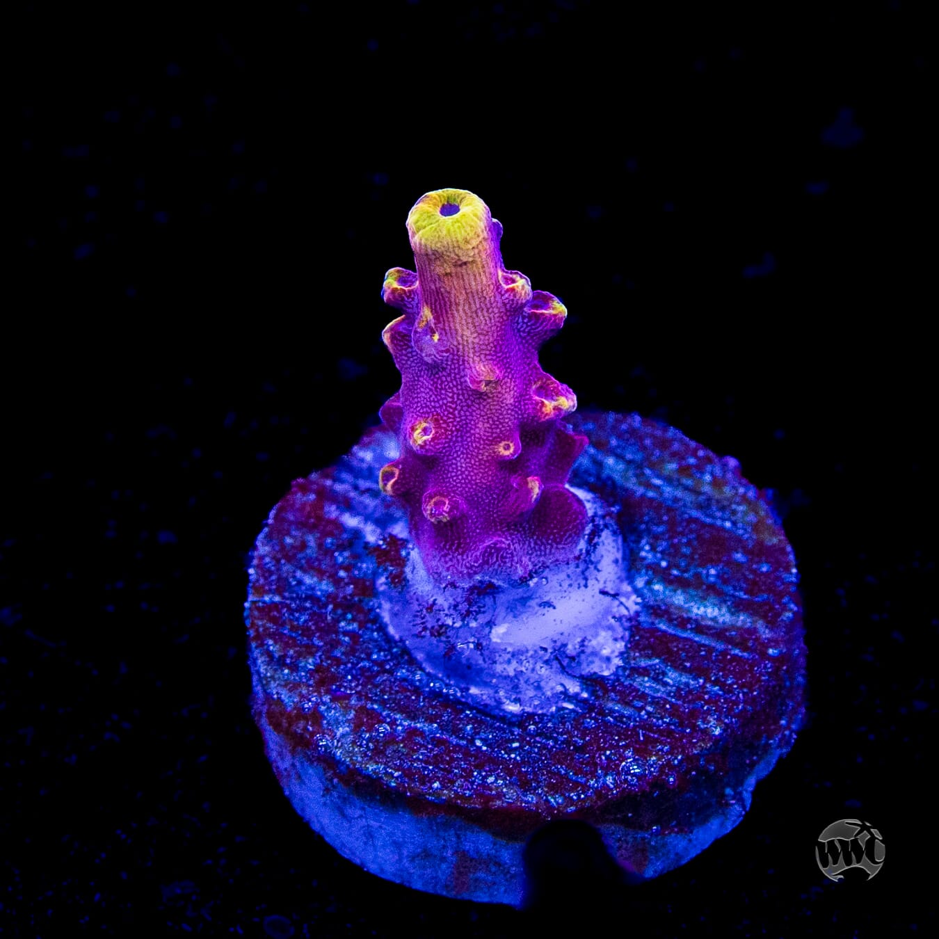 Jason Fox Fox Flame Acropora