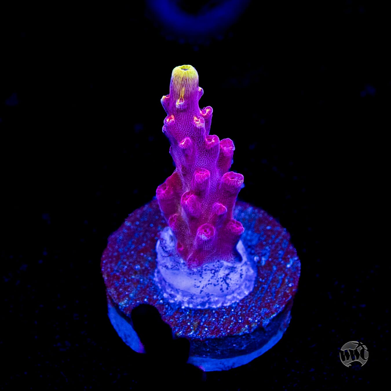 Jason Fox Fox Flame Acropora