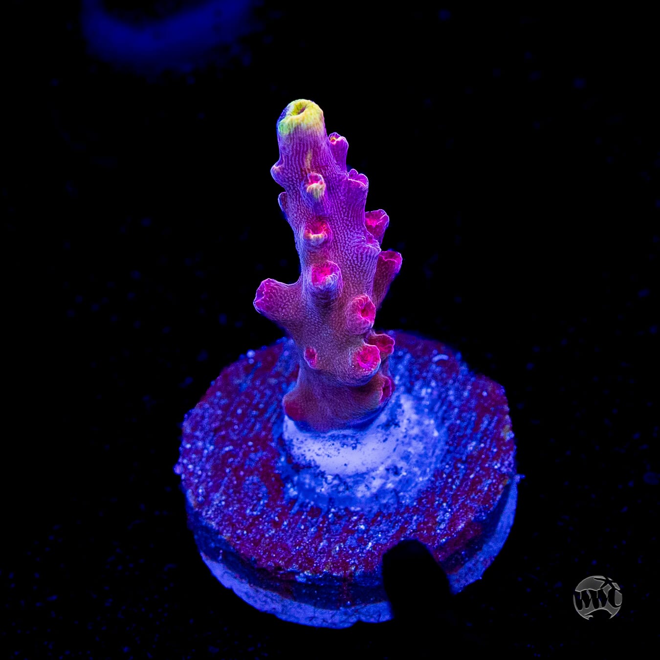 Jason Fox Fox Flame Acropora
