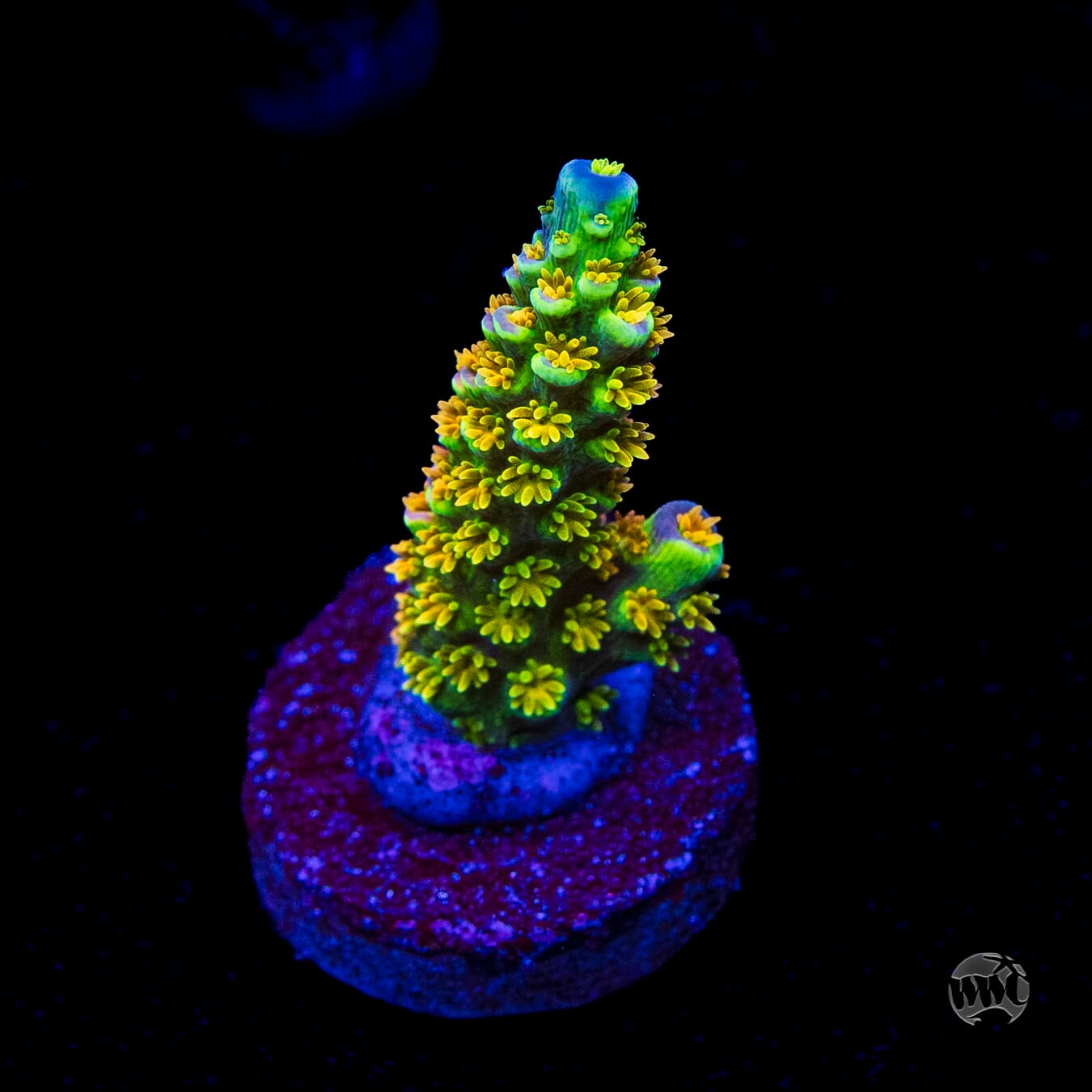 WD Tenuis Acropora