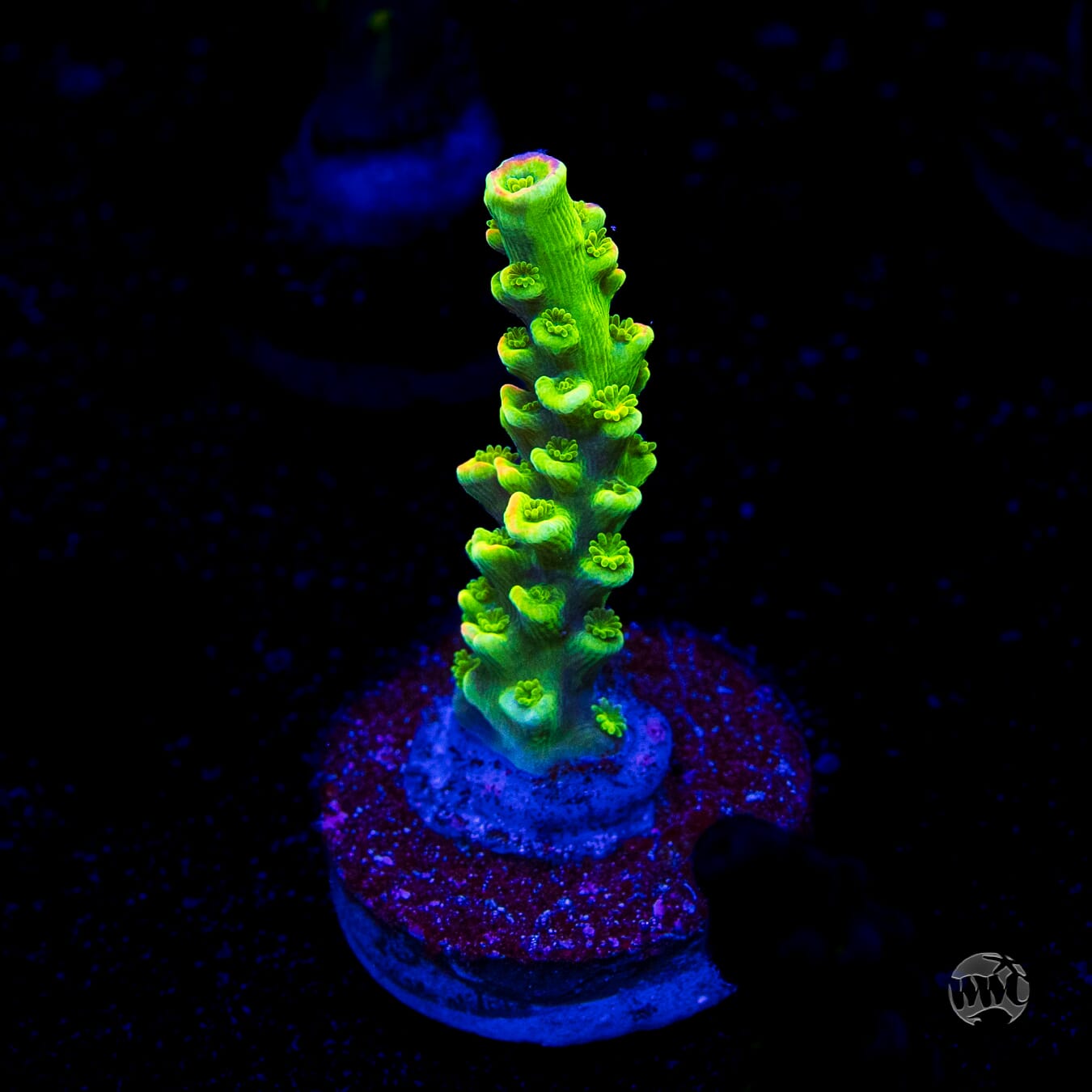 WWC Cash Me Outside Tenuis Acropora