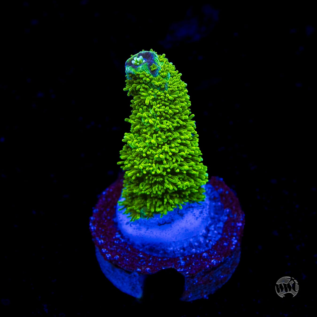 WWC Sloth Acropora