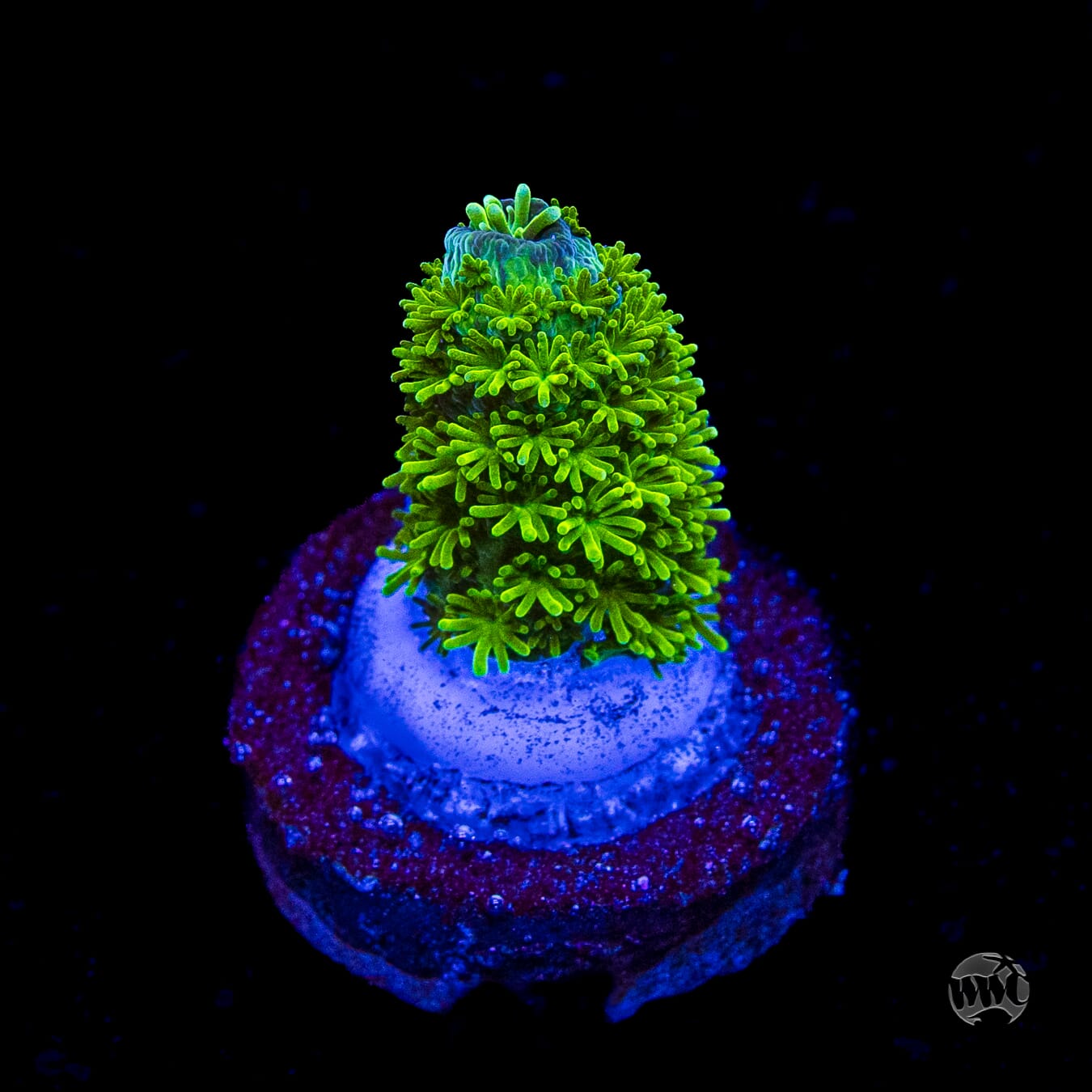 WWC Sloth Acropora