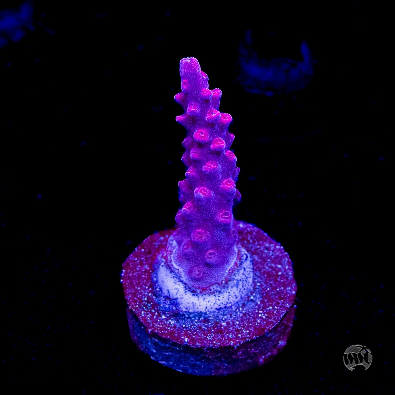 WWC Frozen Rose Acropora