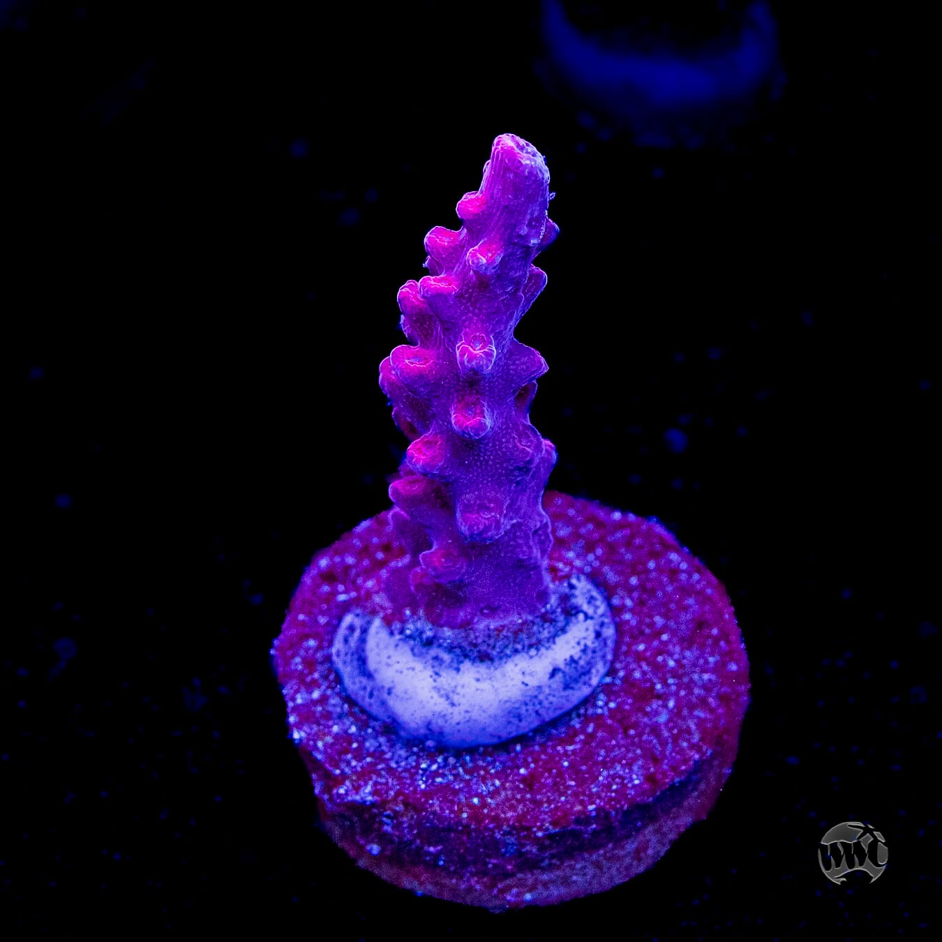 WWC Frozen Rose Acropora