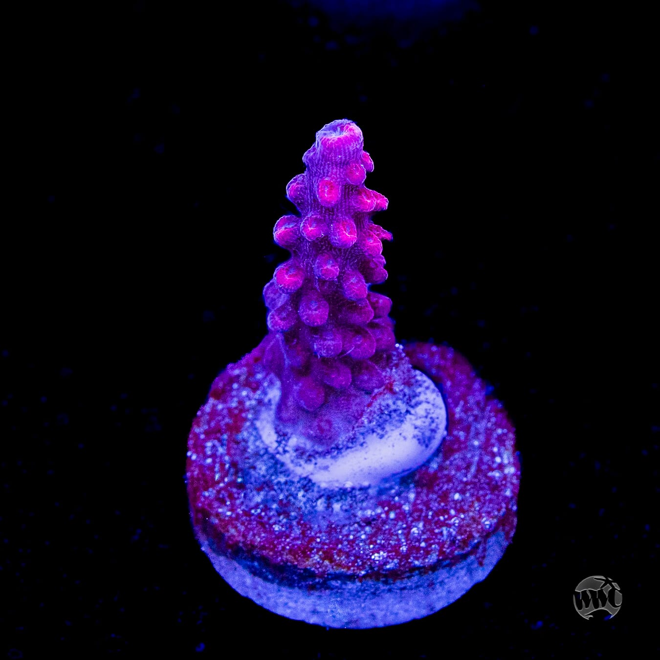 WWC Frozen Rose Acropora