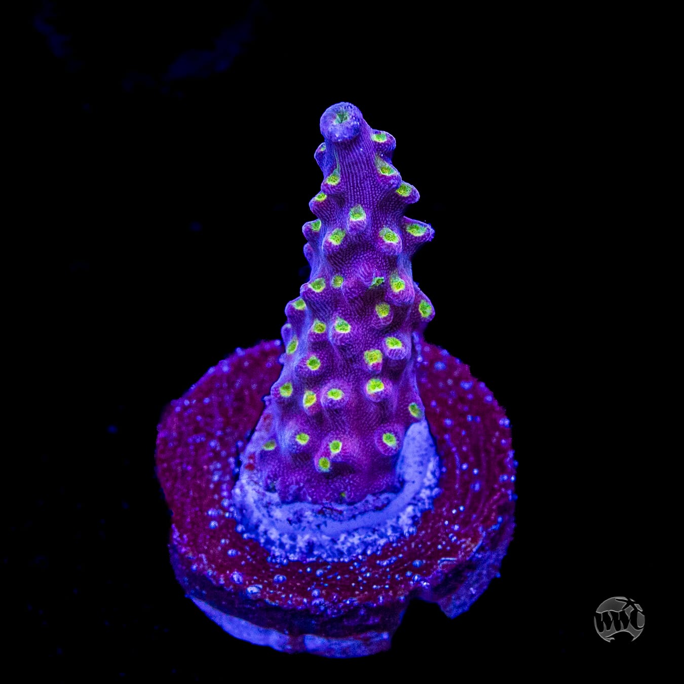 WWC Fruit Mix Acropora