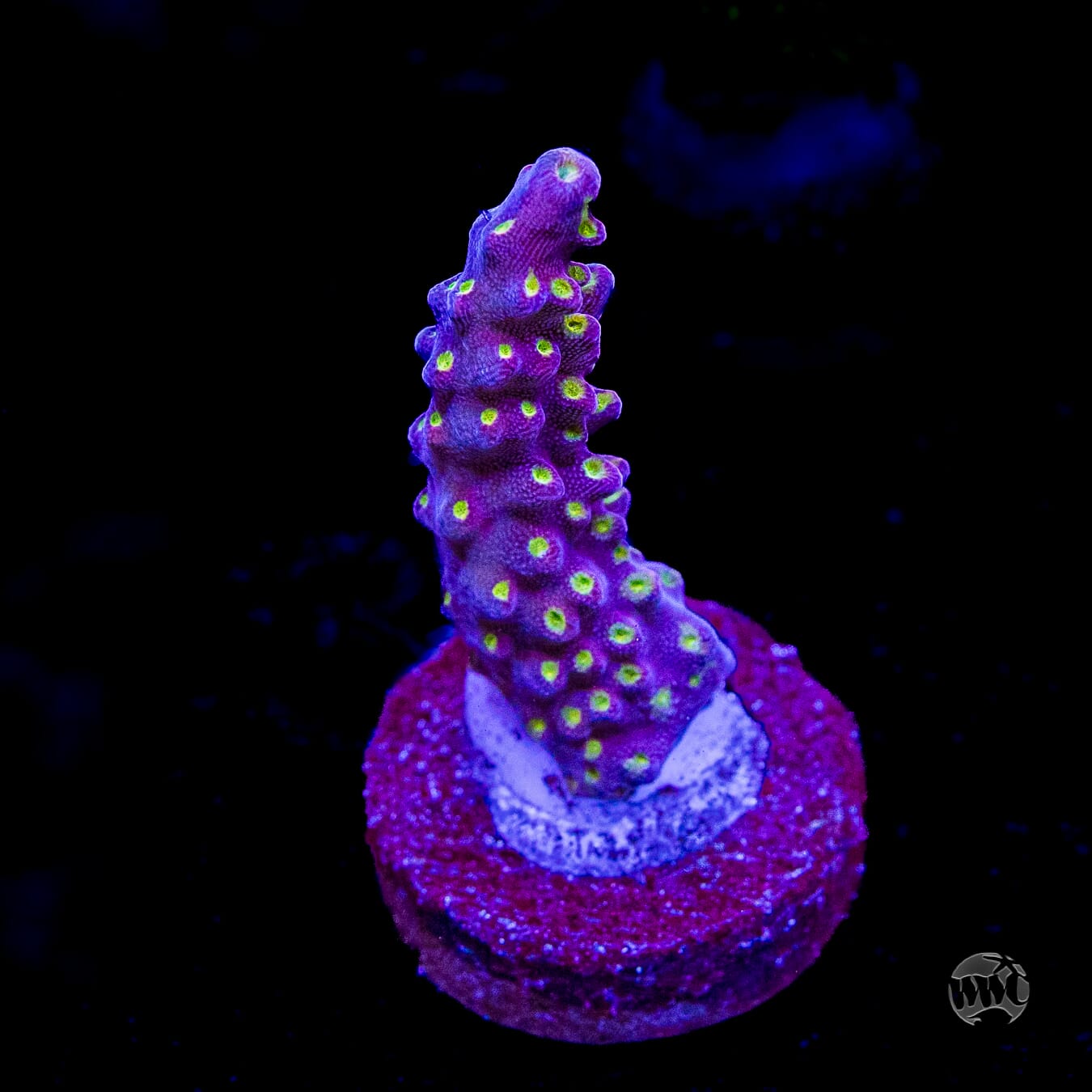 WWC Fruit Mix Acropora