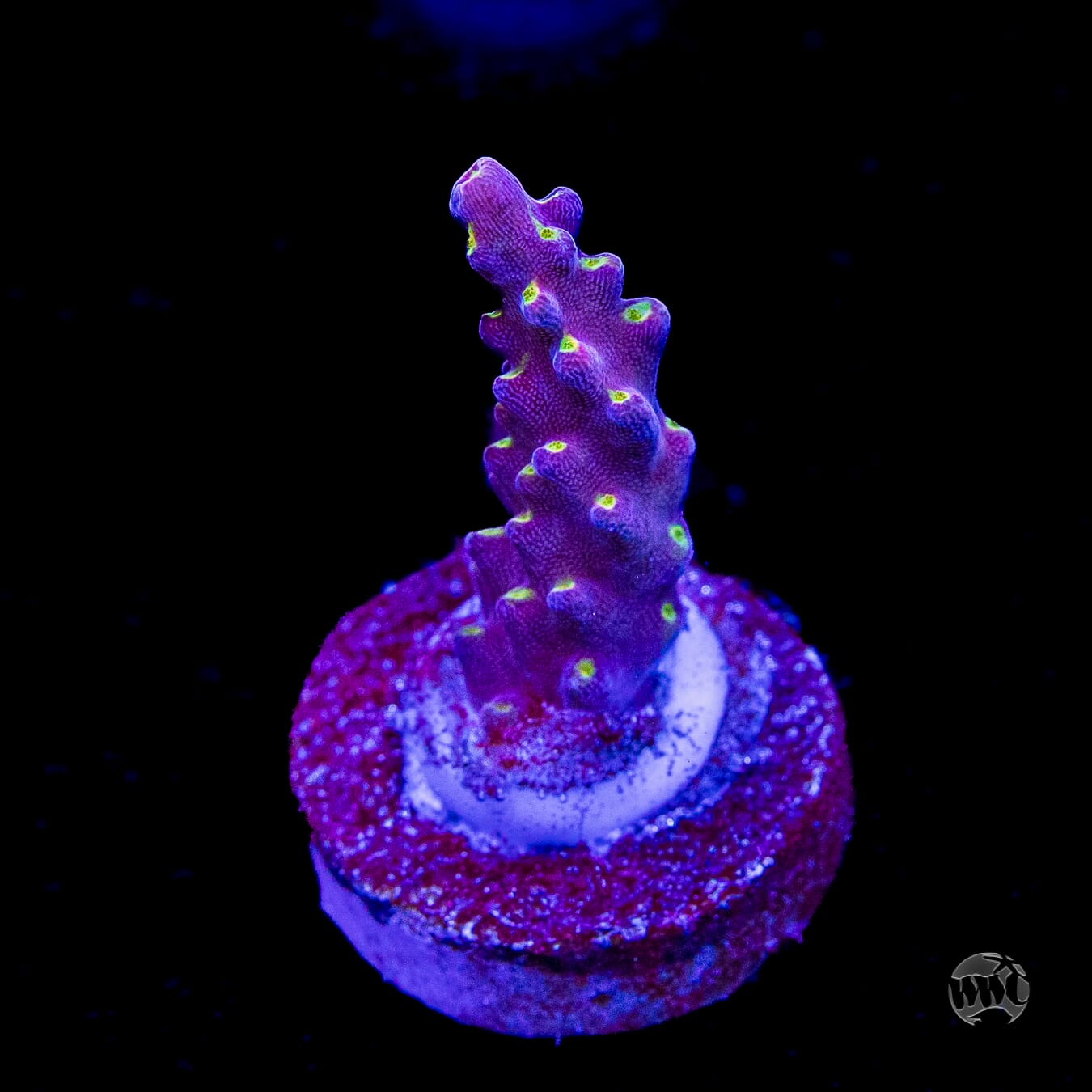 WWC Fruit Mix Acropora