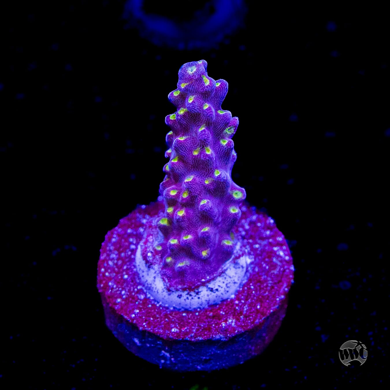 WWC Fruit Mix Acropora
