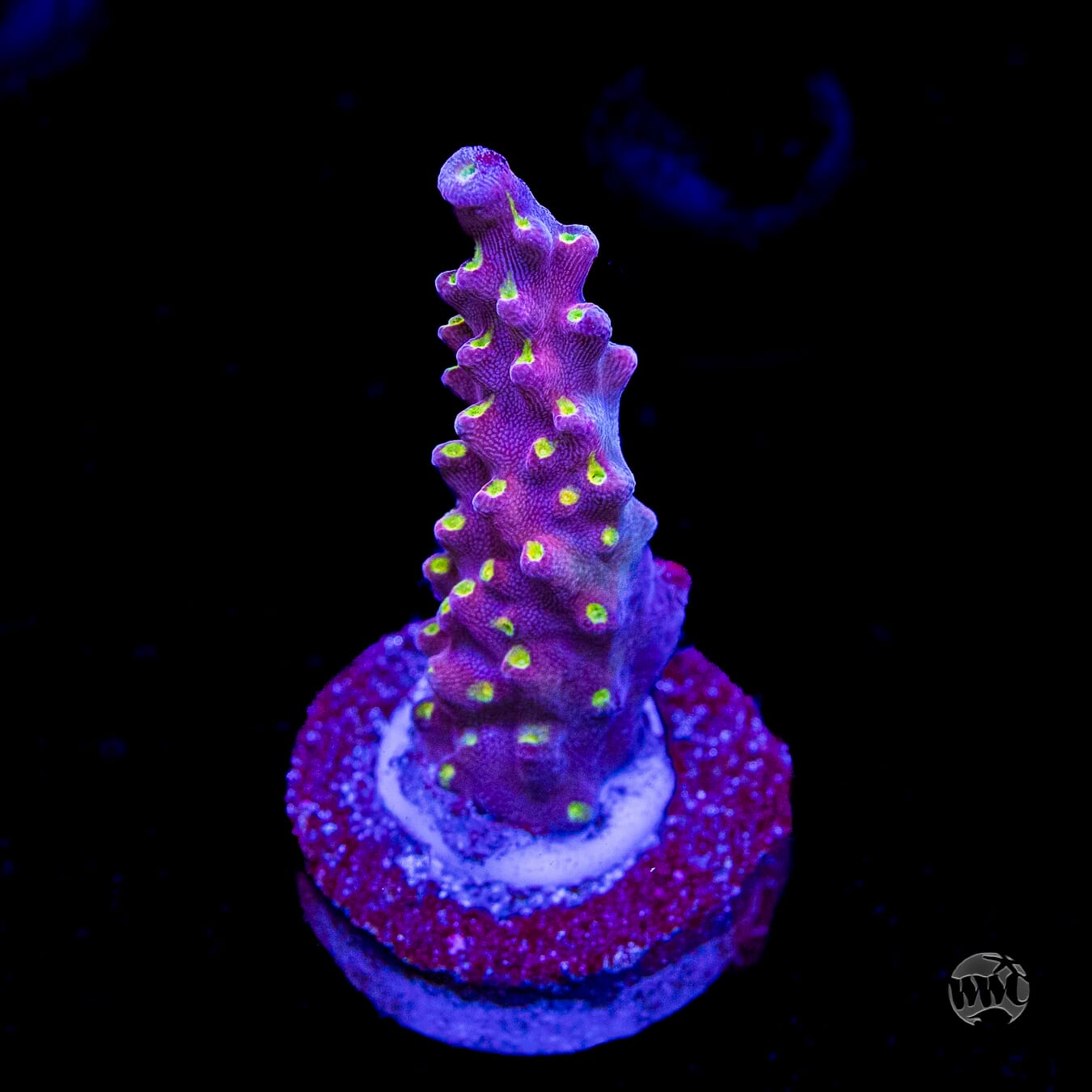 WWC Fruit Mix Acropora