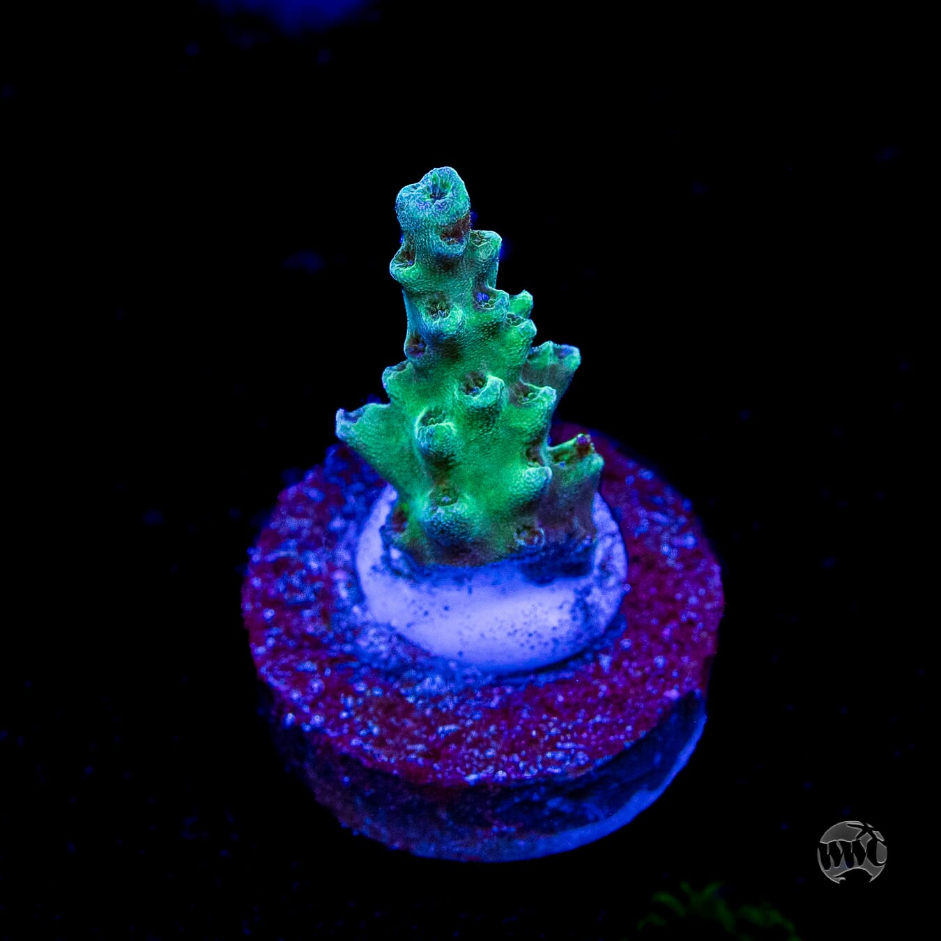 WWC Dolla Tree Acropora
