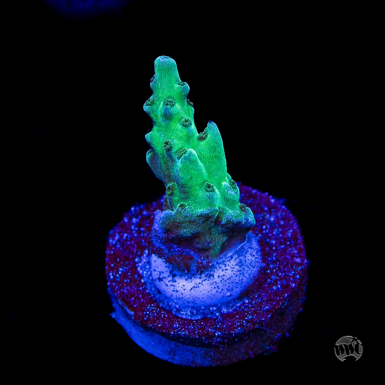 WWC Dolla Tree Acropora