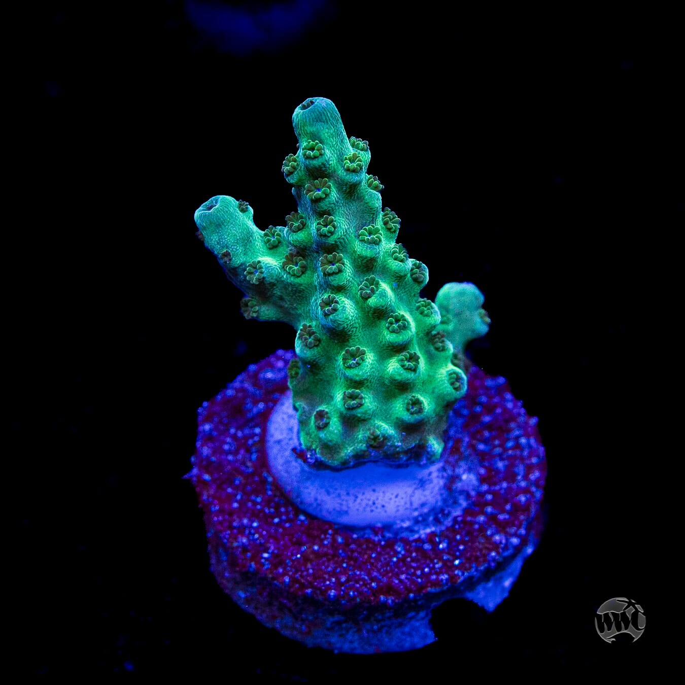 WWC Dolla Tree Acropora