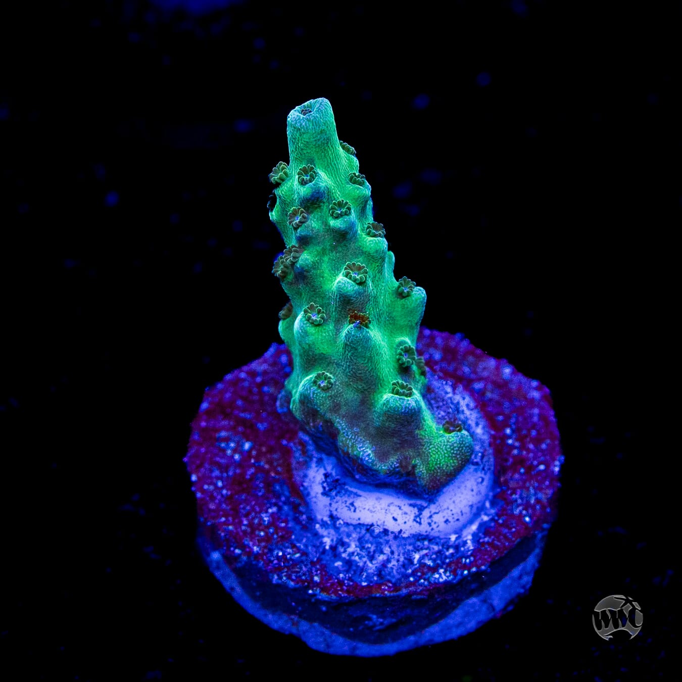WWC Dolla Tree Acropora