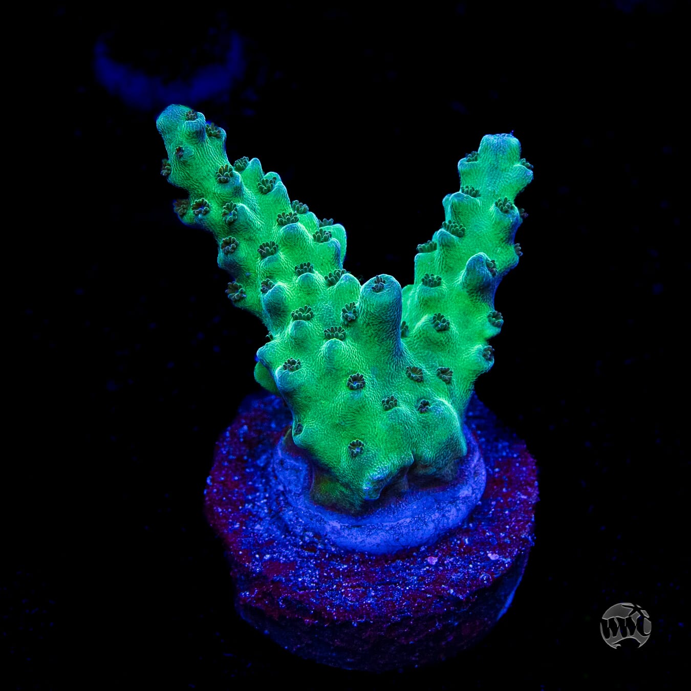 WWC Dolla Tree Acropora