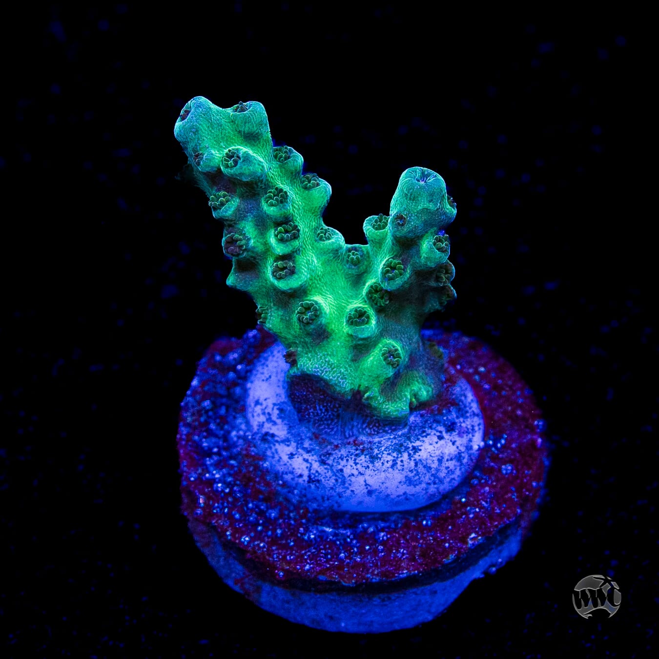 WWC Dolla Tree Acropora