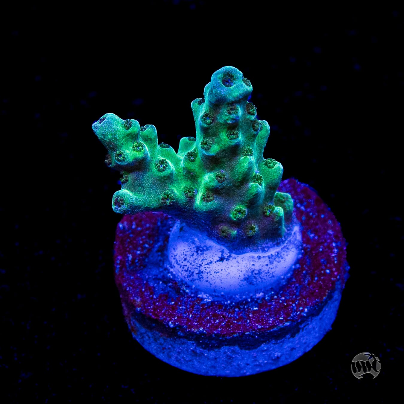 WWC Dolla Tree Acropora