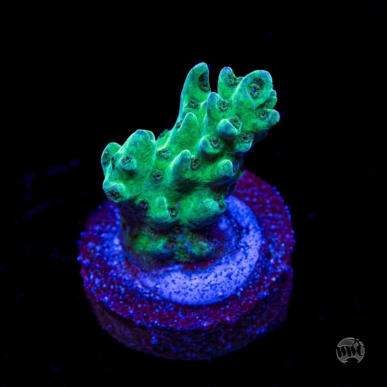 WWC Dolla Tree Acropora
