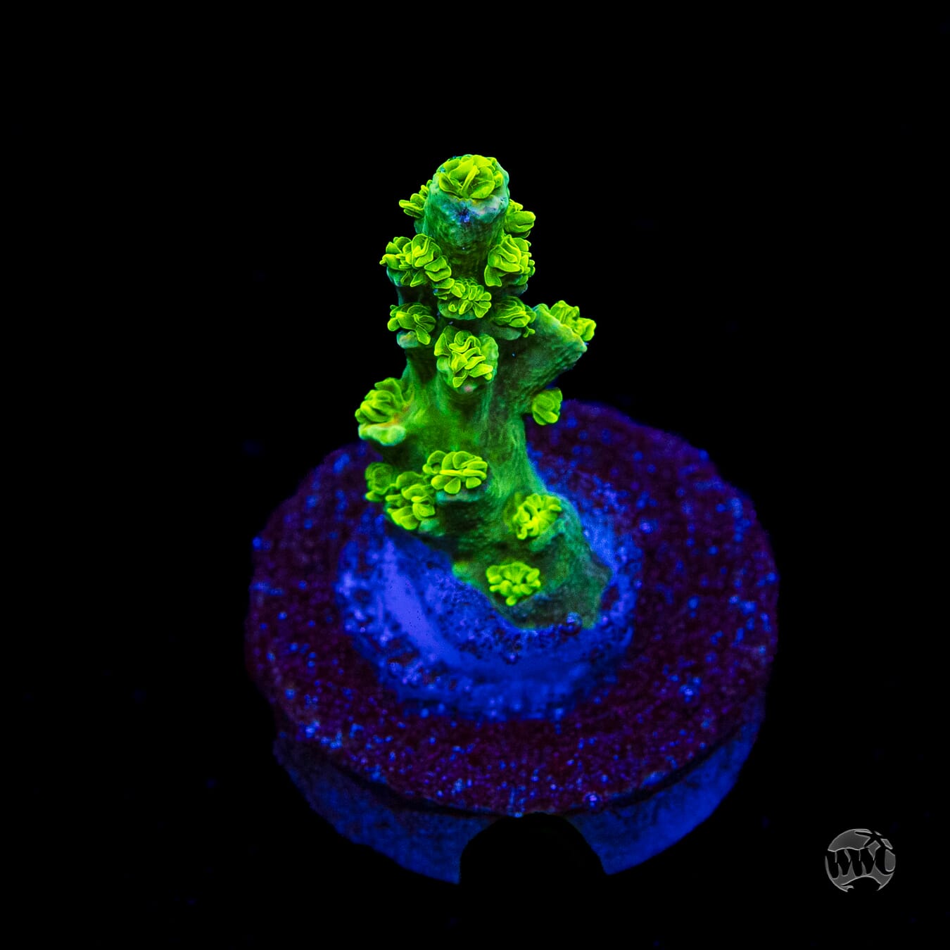 Jason Fox Homewrecker Tenuis Acropora