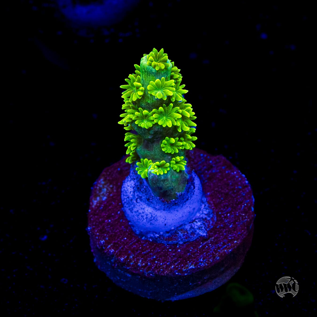 Jason Fox Homewrecker Tenuis Acropora