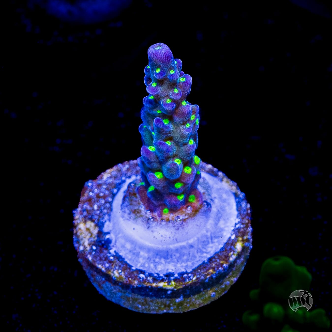 WWC Blueberry Fields Acropora